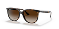HAVANA | GRADIENT BROWN | NON-POLARIZED